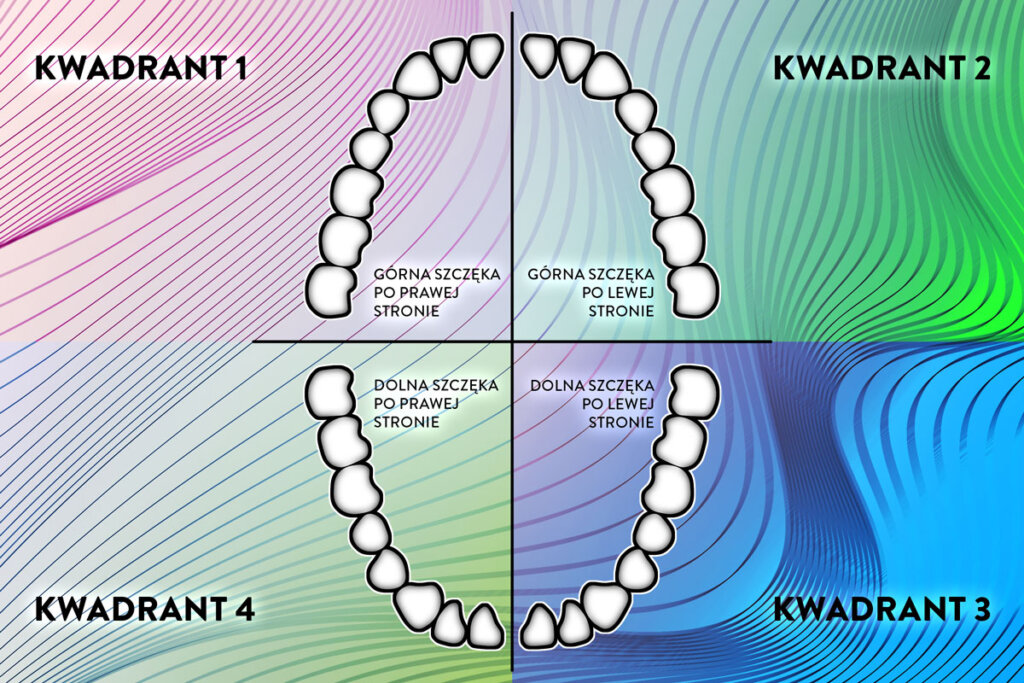 szczeka podzielona na cztery kwadranty